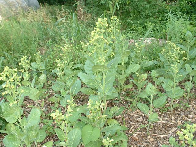 Nicotiana rustica (seed)